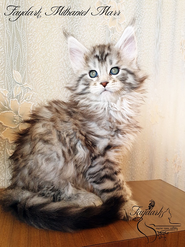 Faydark Mithaniel Marr - Котенок мейн-кун 1 месяц 2,5 недели