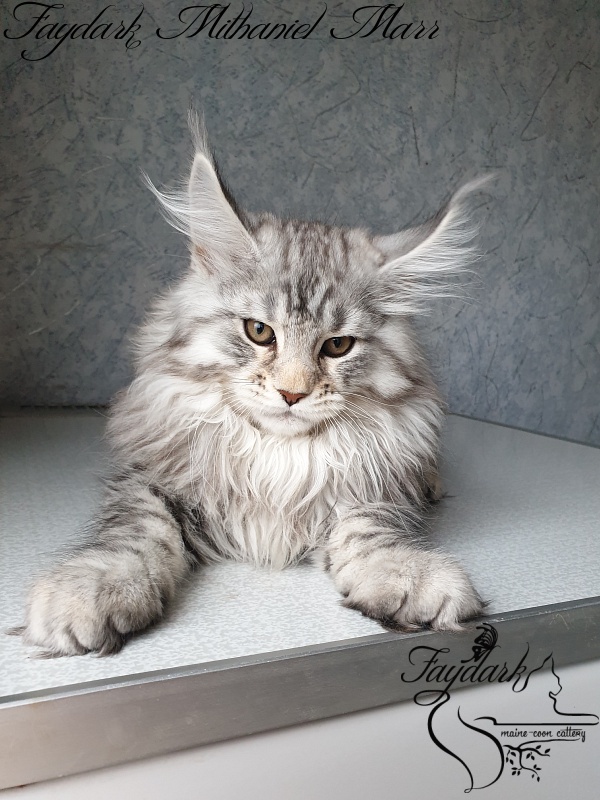 Faydark Mithaniel Marr - Котенок мейн-кун 2 месяца 3,5 недели