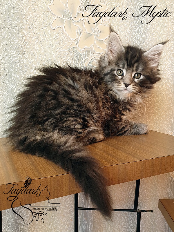 Faydark Mystic - Кошеня мейн-кун 1 місяць 2,5 тижні