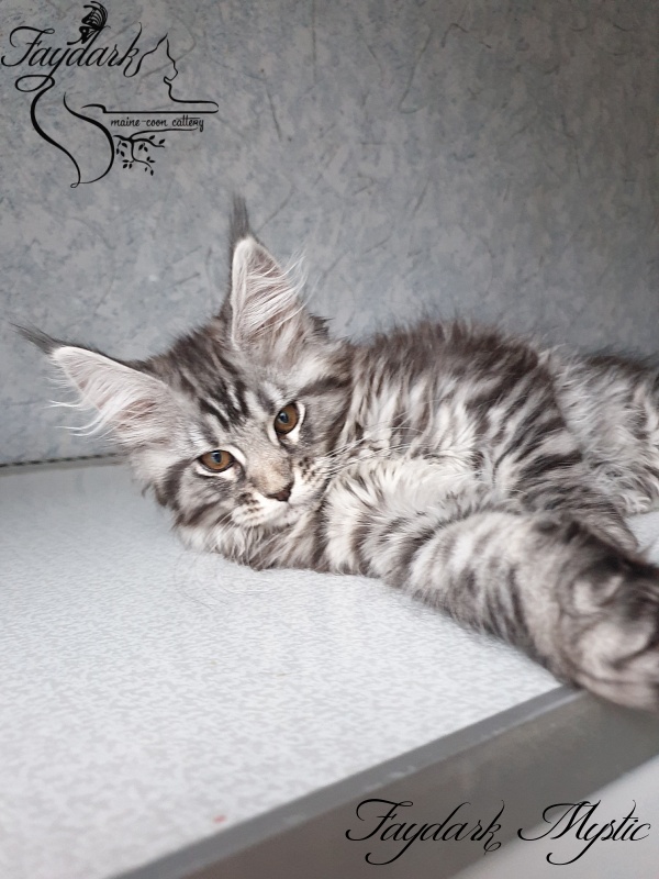 Faydark Mystic - Кошеня мейн-кун 2 місяця 3,5 тижні