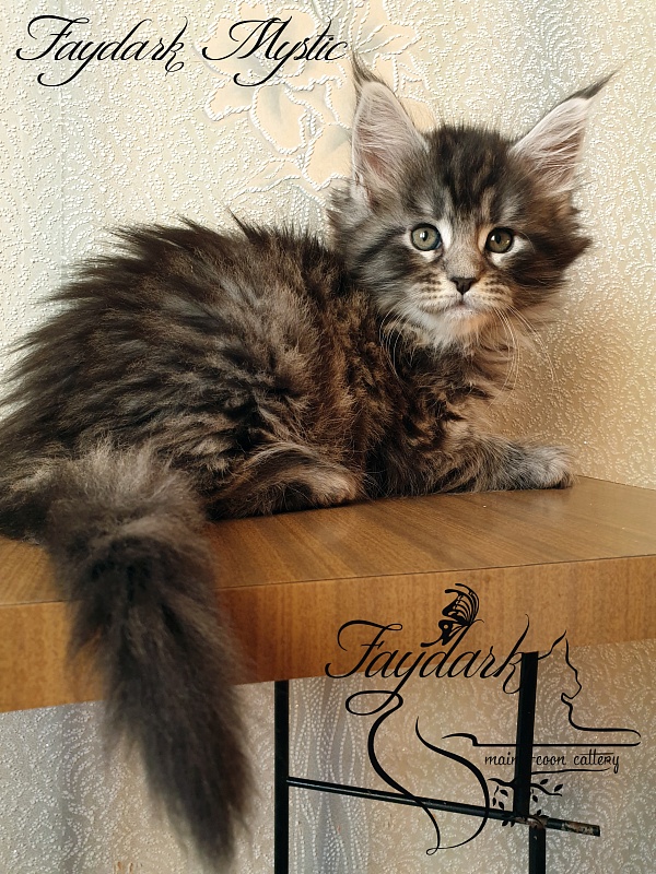 Faydark Mystic - Кошеня мейн-кун 1 місяць 2,5 тижні