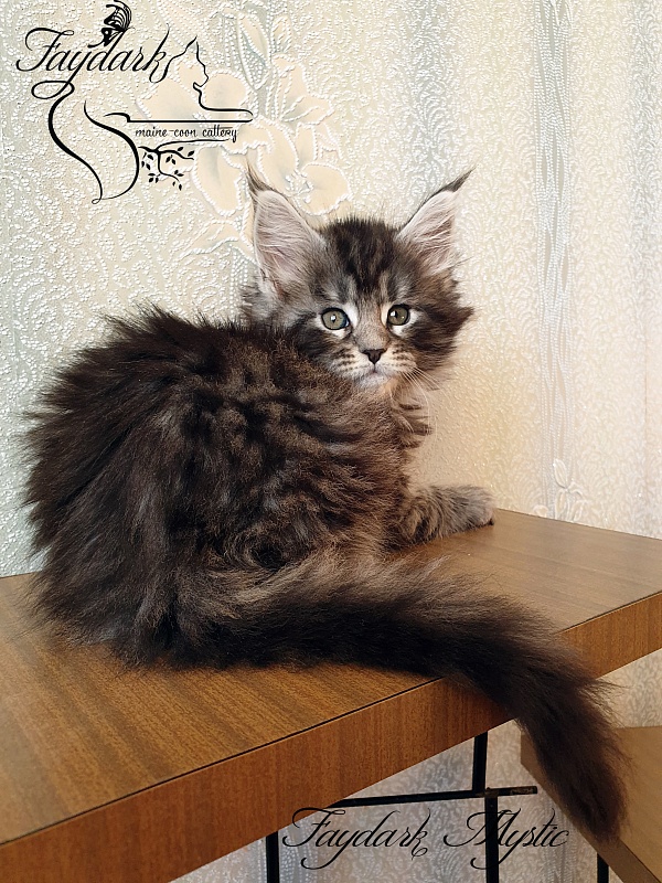 Faydark Mystic - Кошеня мейн-кун 1 місяць 2,5 тижні