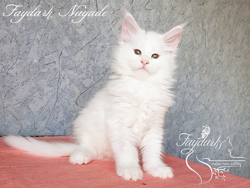 Faydark Nayade - Kitten maine-coon 2 months