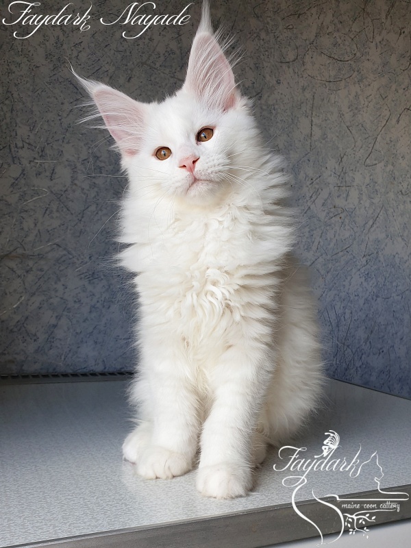 Faydark Nayade - Kitten maine-coon 2 months 4 weeks