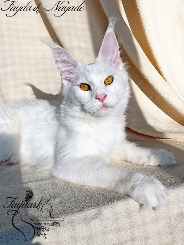Faydark Nayade - Junior maine-coon 9 months 3.5 weeks