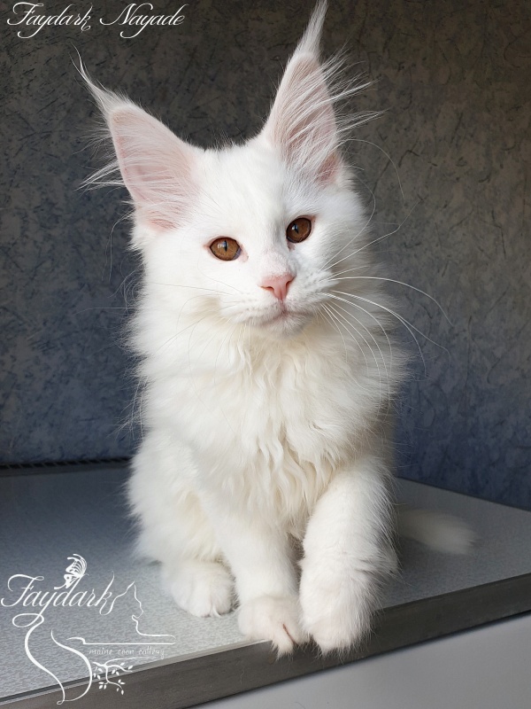 Faydark Nayade - Kitten maine-coon 2 months 4 weeks