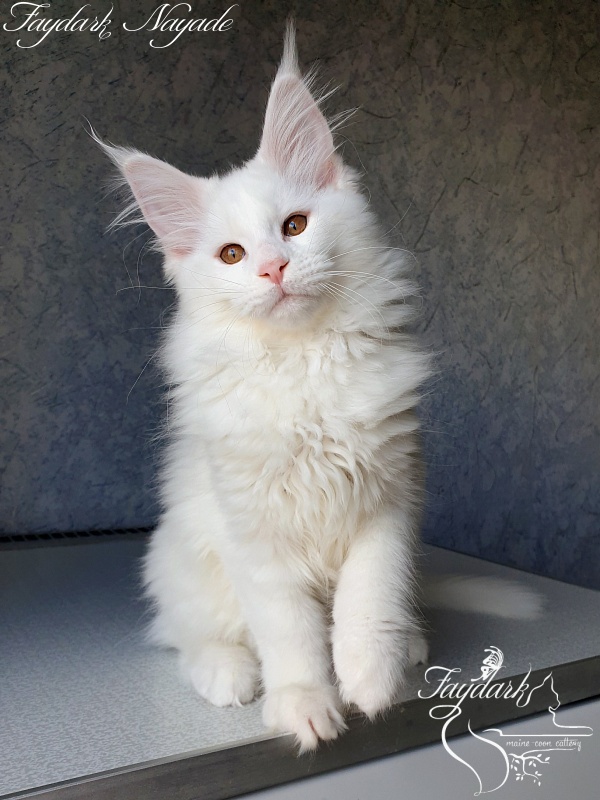 Faydark Nayade - Kitten maine-coon 2 months 4 weeks