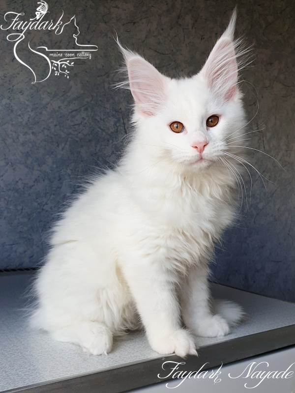 Faydark Nayade - Kitten maine-coon 2 months 4 weeks