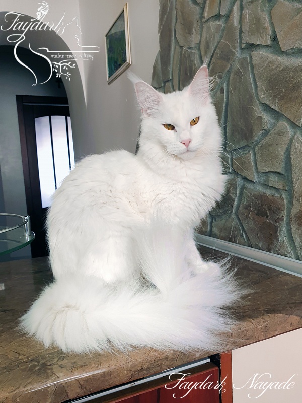 Faydark Nayade - Adult maine-coon 1 year 3 months 1.5 week