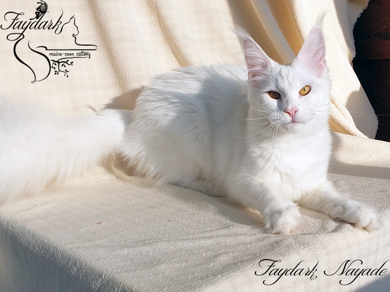 Faydark Nayade - Junior maine-coon 9 months 3.5 weeks