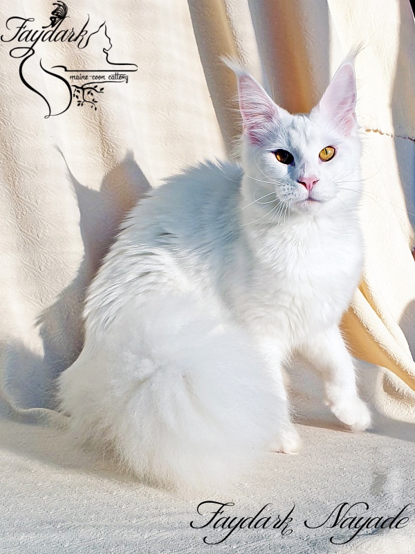 Faydark Nayade - Junior maine-coon 9 months 3.5 weeks