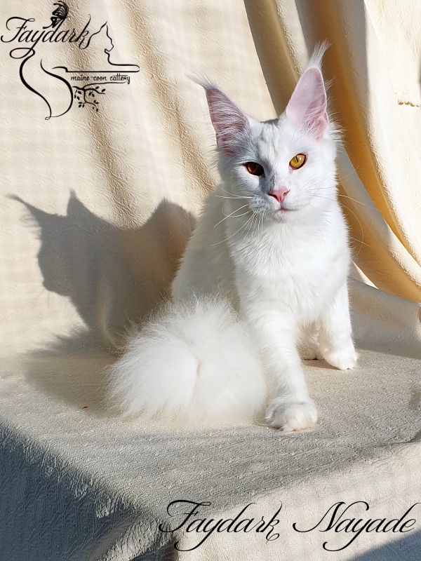 Faydark Nayade - Junior maine-coon 9 months 3.5 weeks