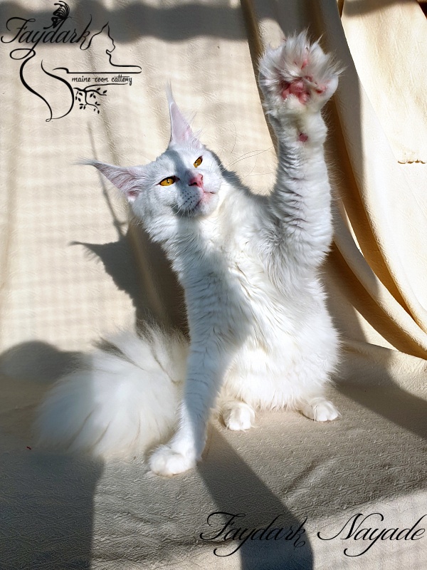 Faydark Nayade - Junior maine-coon 9 months 3.5 weeks