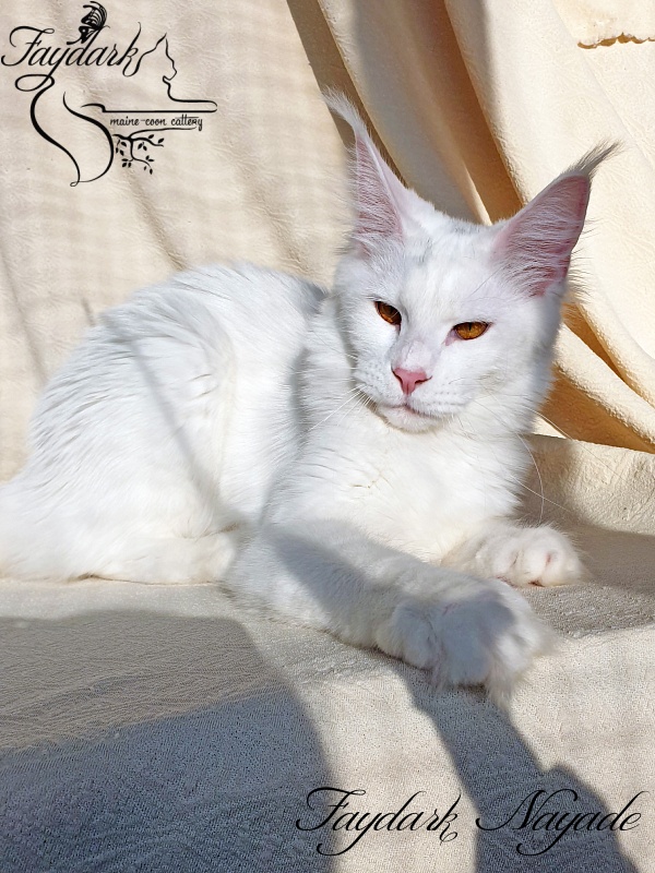 Faydark Nayade - Junior maine-coon 9 months 3.5 weeks