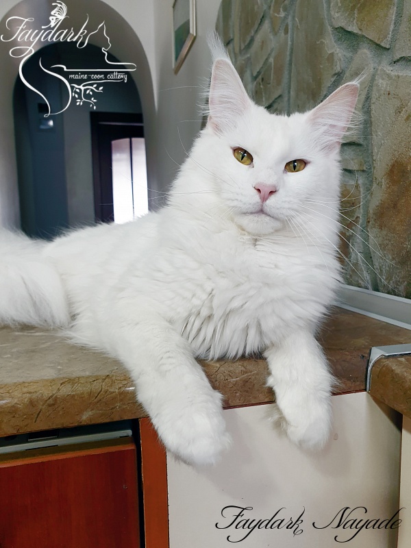 Faydark Nayade - Adult maine-coon 1 year 3 months 1.5 week