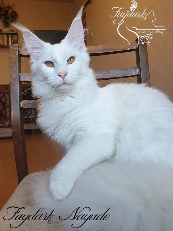 Faydark Nayade - Junior maine-coon 7 months 1.5 week