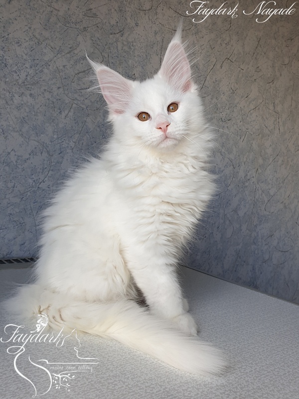 Faydark Nayade - Kitten maine-coon 2 months 4 weeks