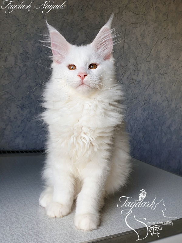 Faydark Nayade - Kitten maine-coon 2 months 4 weeks