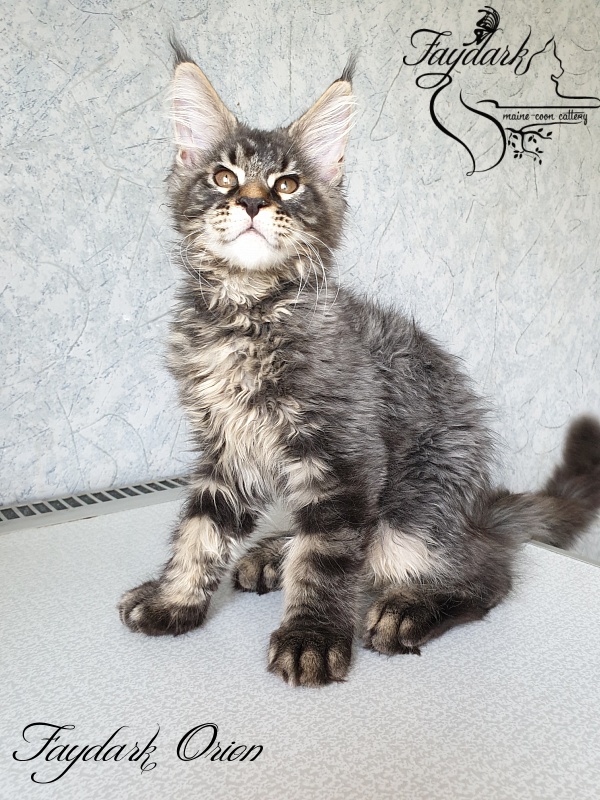 Faydark Orion - Kitten maine-coon 3 months