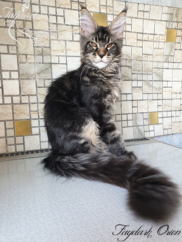 Faydark Orion - Kitten maine-coon 4 months 0.5 weeks