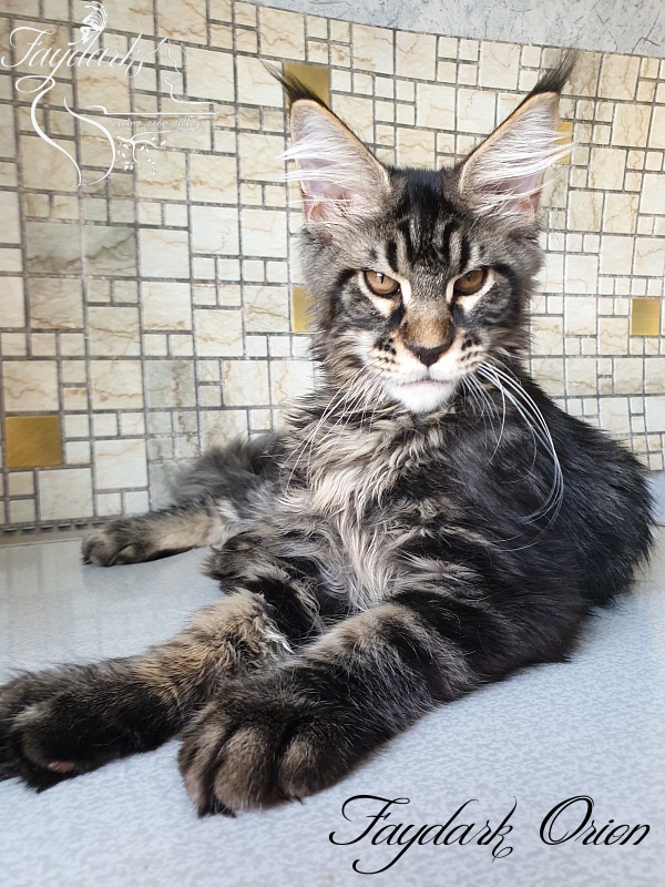 Faydark Orion - Kitten maine-coon 4 months 0.5 weeks