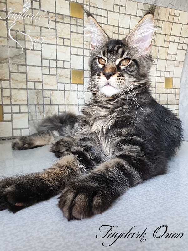 Faydark Orion - Kitten maine-coon 4 months 0.5 weeks