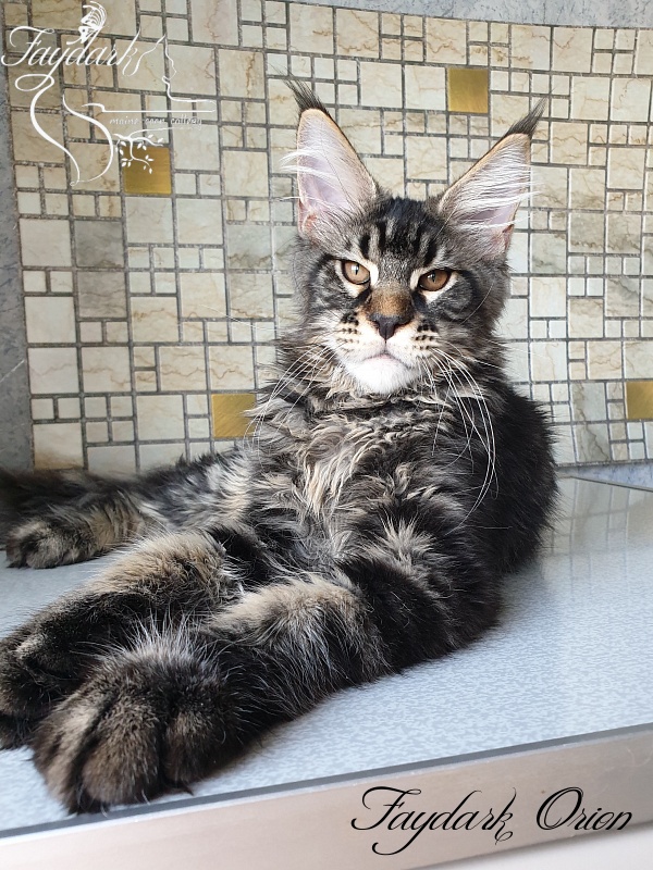 Faydark Orion - Kitten maine-coon 4 months 0.5 weeks