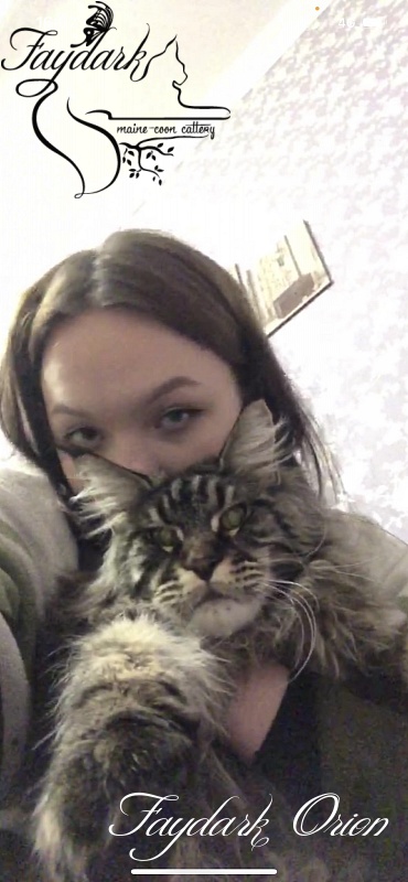 Faydark Orion - Junior maine-coon 8 months 3 weeks