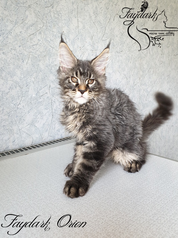 Faydark Orion - Kitten maine-coon 3 months