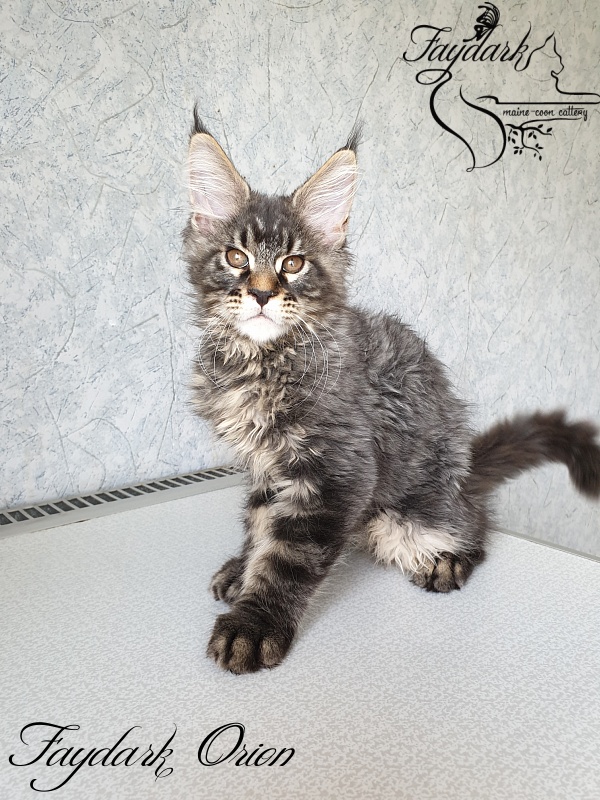Faydark Orion - Kitten maine-coon 3 months