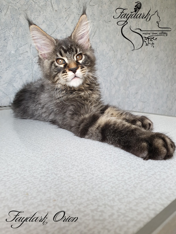 Faydark Orion - Kitten maine-coon 3 months