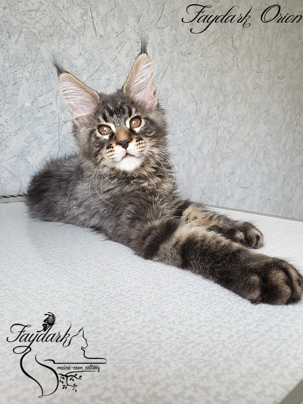 Faydark Orion - Kitten maine-coon 3 months