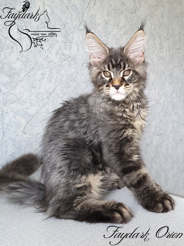 Faydark Orion - Kitten maine-coon 3 months