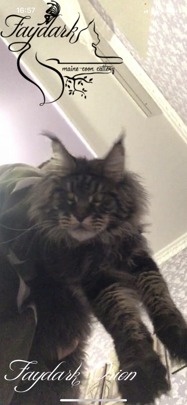 Faydark Orion - Junior maine-coon 8 months 3 weeks