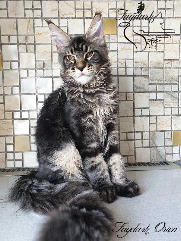 Faydark Orion - Kitten maine-coon 4 months 0.5 weeks