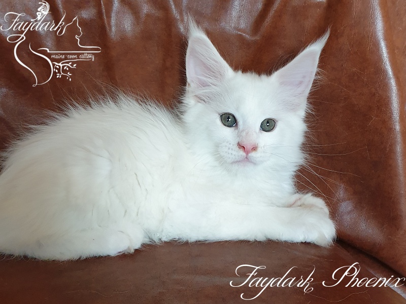Faydark Phoenix - Kitten maine-coon 2 months