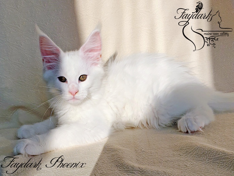 Faydark Phoenix - Kitten maine-coon 2.5 months