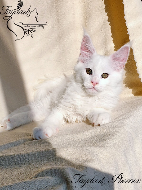 Faydark Phoenix - Kitten maine-coon 2.5 months