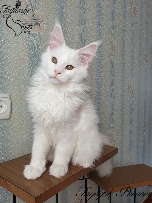 Faydark Phoenix - Kitten maine-coon 3 months 3 weeks