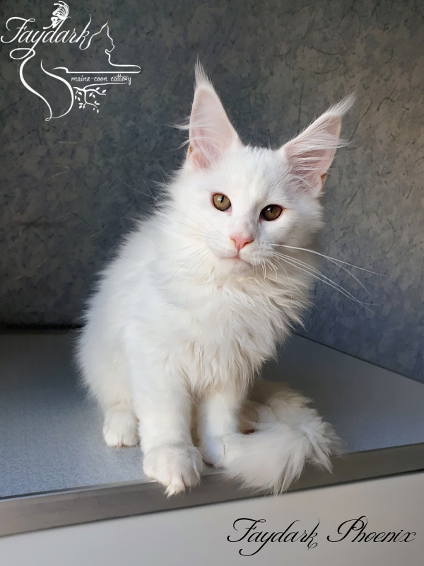 Faydark Phoenix - Kitten maine-coon 3 months 0.5 weeks