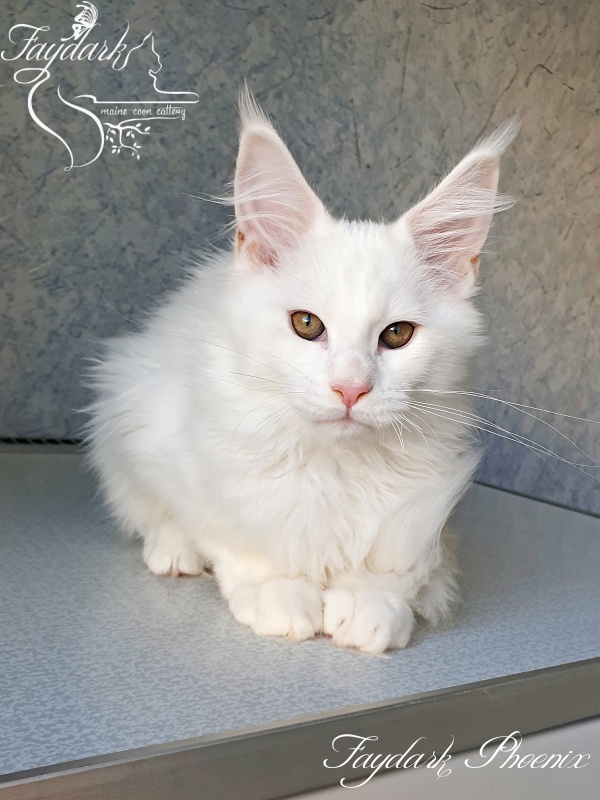 Faydark Phoenix - Kitten maine-coon 3 months 0.5 weeks