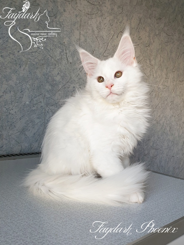 Faydark Phoenix - Kitten maine-coon 3 months 0.5 weeks
