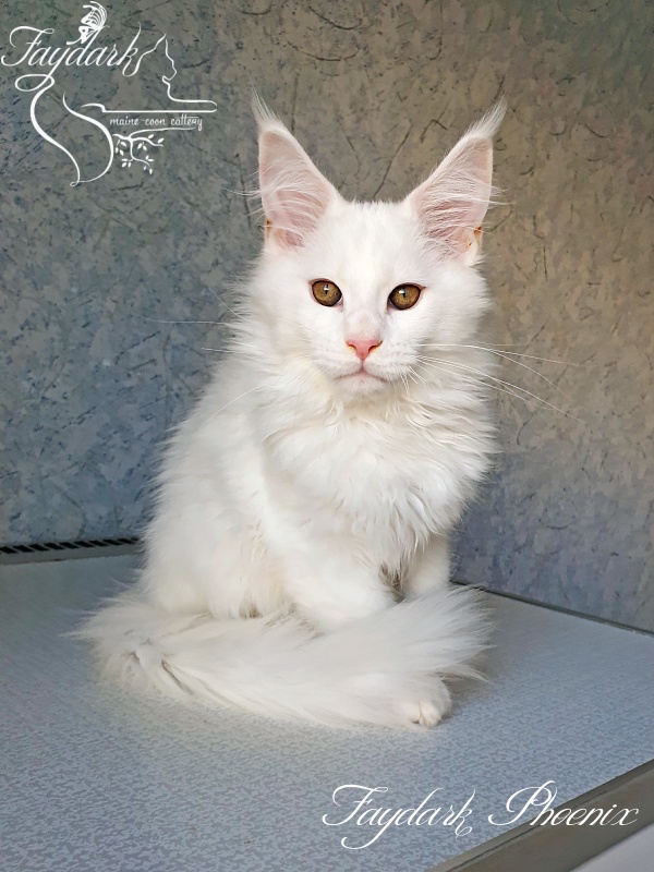Faydark Phoenix - Kitten maine-coon 3 months 0.5 weeks