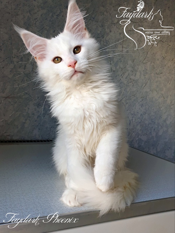 Faydark Phoenix - Kitten maine-coon 3 months 0.5 weeks
