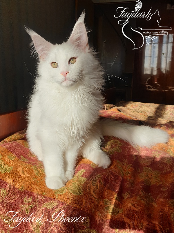 Faydark Phoenix - Kitten maine-coon 3 months 3.5 weeks