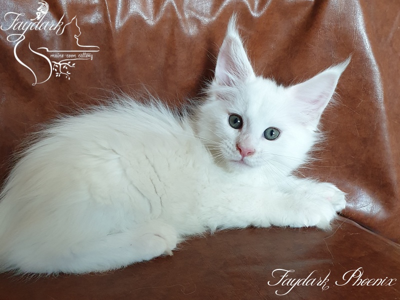 Faydark Phoenix - Kitten maine-coon 2 months