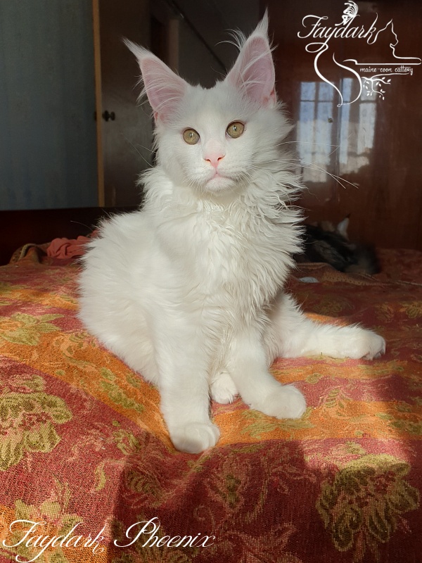 Faydark Phoenix - Kitten maine-coon 3 months 3 weeks
