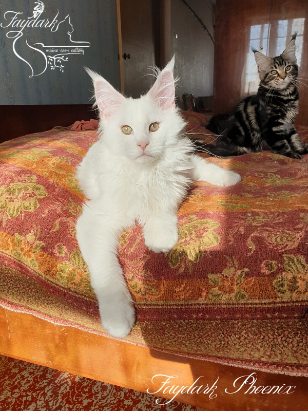 Faydark Phoenix - Kitten maine-coon 3 months 3 weeks