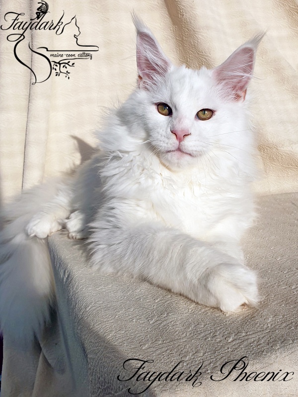 Faydark Phoenix - Kitten maine-coon 4 months 2 weeks