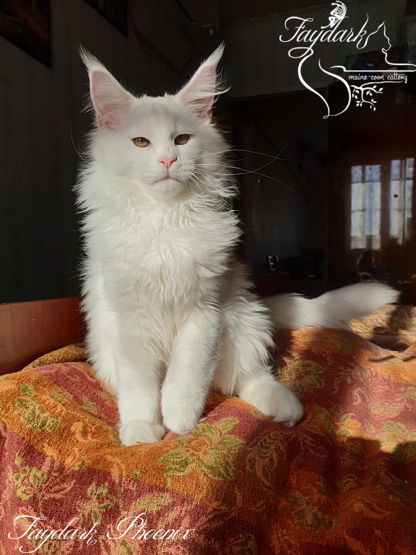 Faydark Phoenix - Kitten maine-coon 3 months 3.5 weeks
